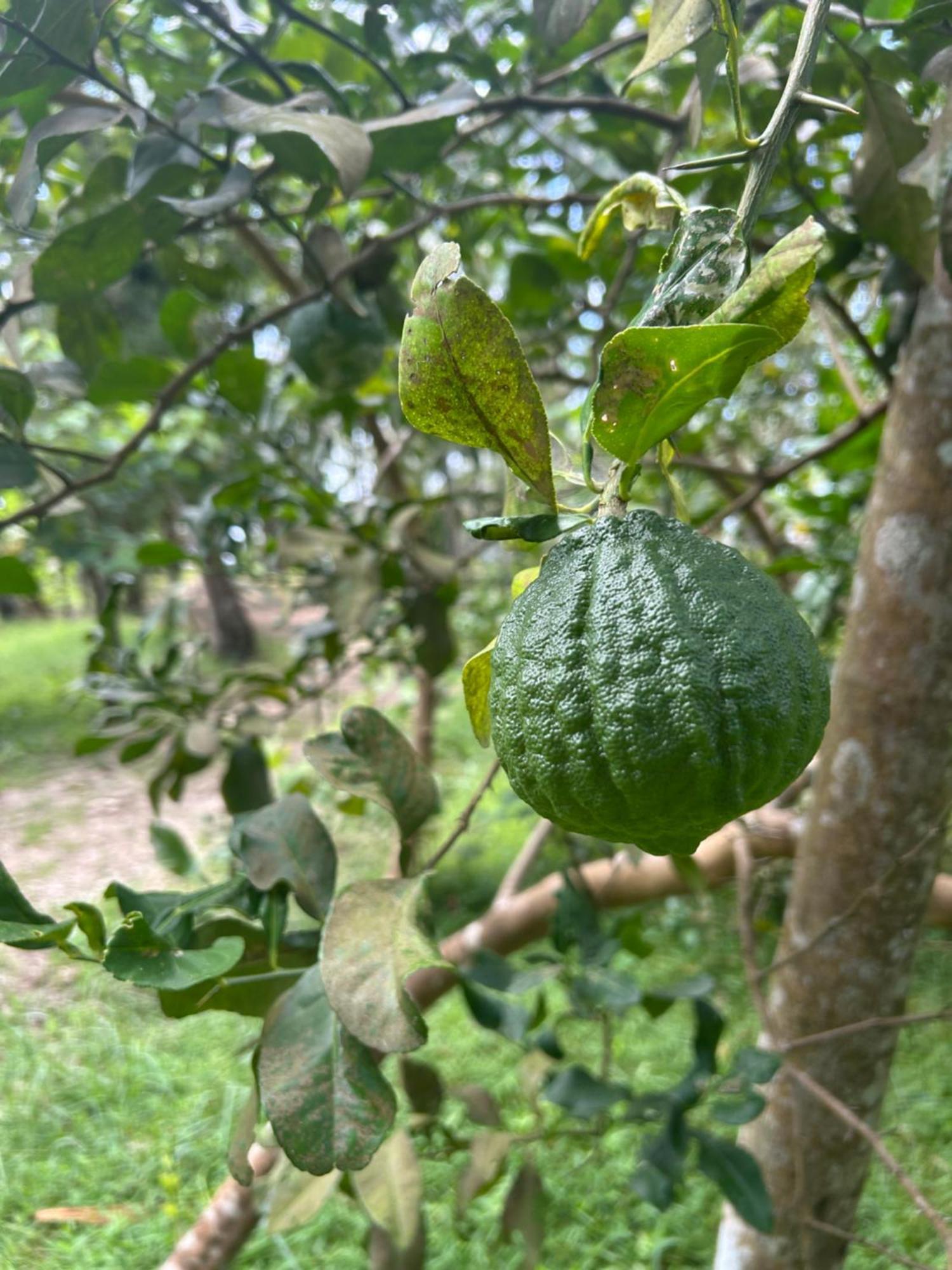 Gramam Homestay, Cochin Kochi Εξωτερικό φωτογραφία